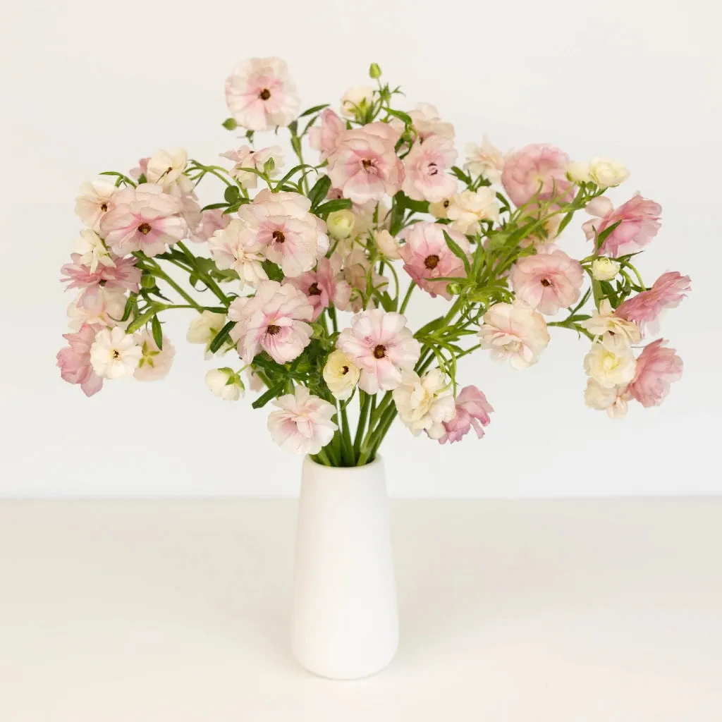 Blushing Bride Butterfly Ranunculus Flower