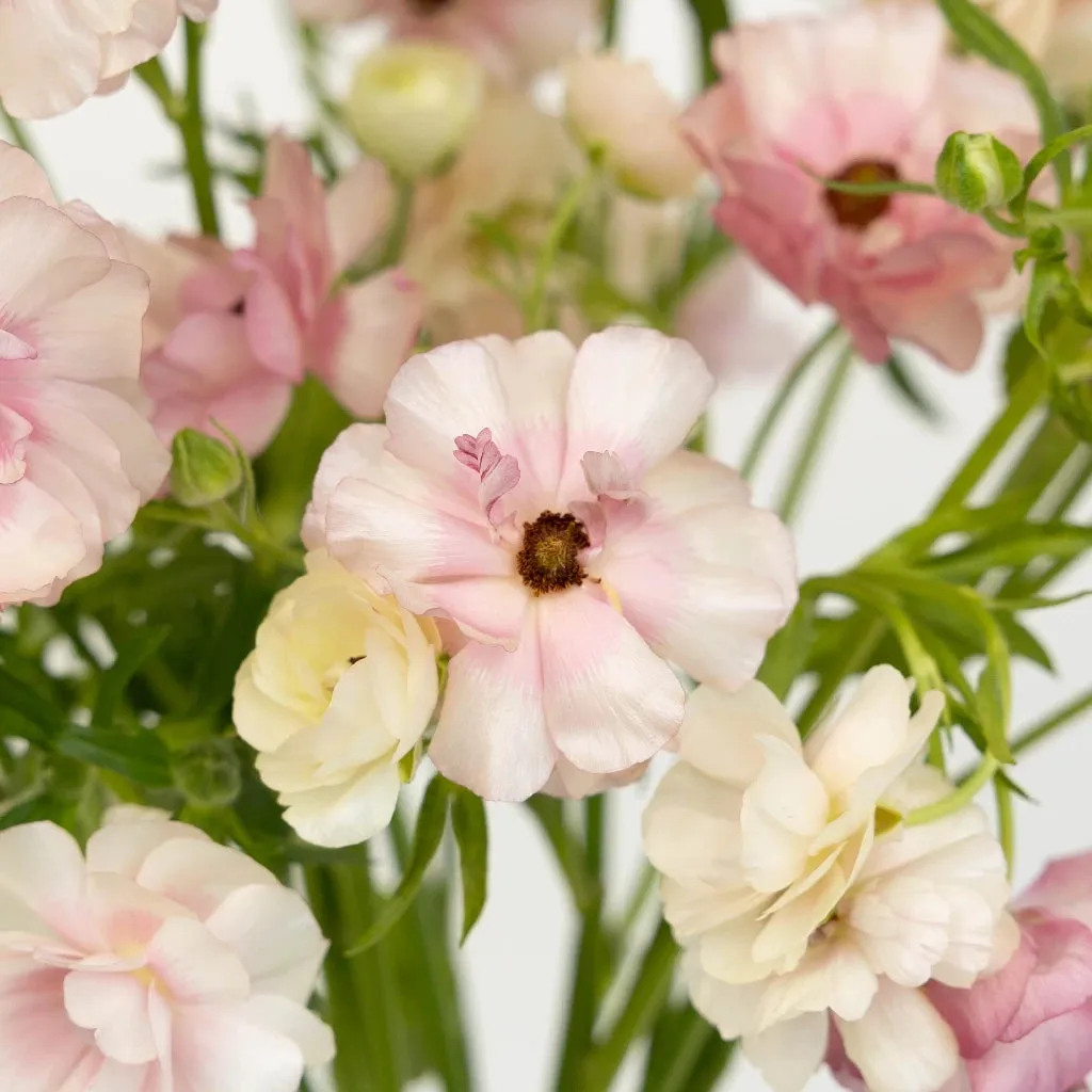 Blushing Bride Butterfly Ranunculus Flower