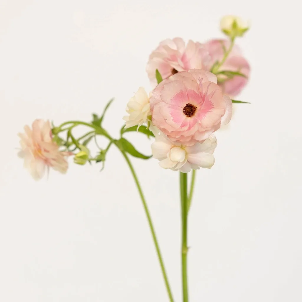 Blushing Bride Butterfly Ranunculus Flower