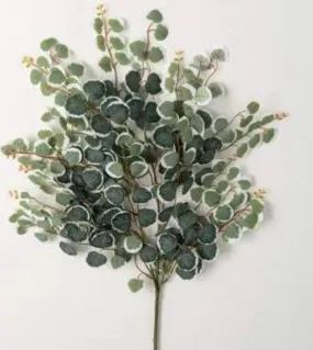 Eucalyptus spray